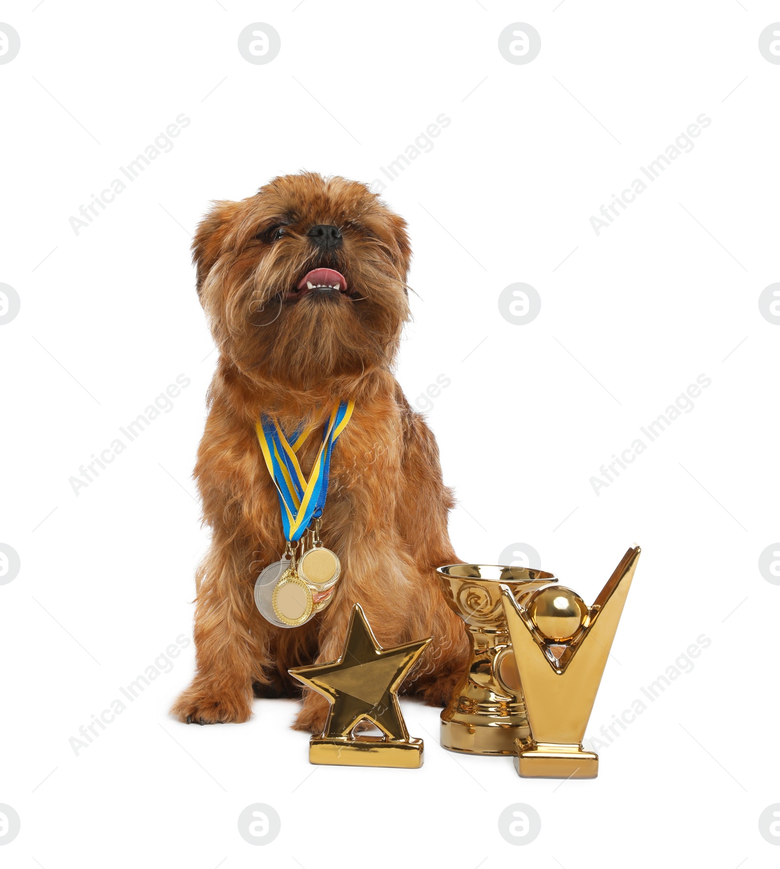 Photo of Cute Brussels Griffon dog with champion trophies and medals on white background