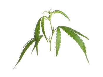 Photo of Lush green hemp leaves isolated on white