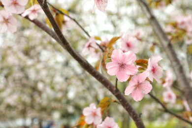 Photo of Blossoming spring tree, closeup
