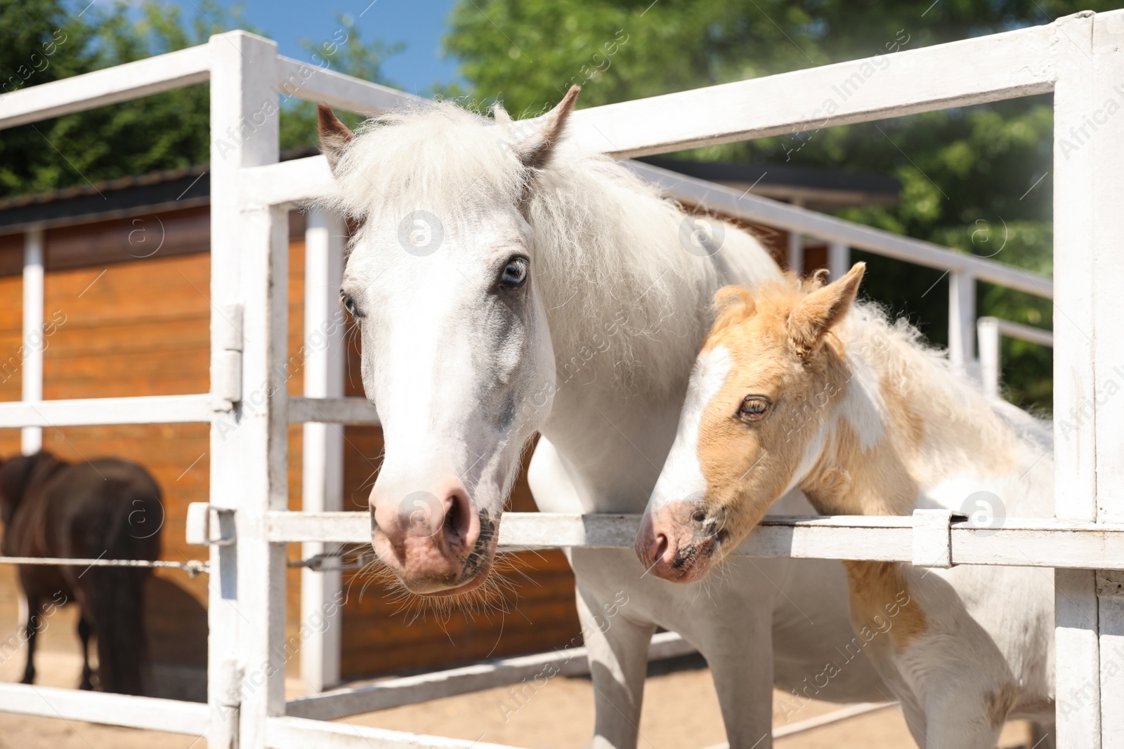 Photo of White horse with foal in paddock on sunny day. Beautiful pets