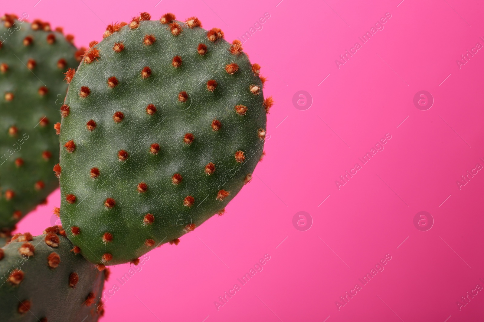 Photo of Beautiful green Opuntia cactus on pink background, closeup. Space for text