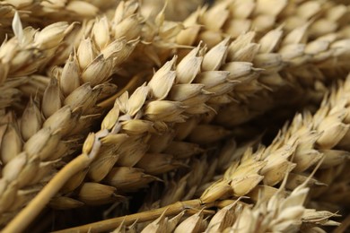 Photo of Dried ears of wheat as background, closeup