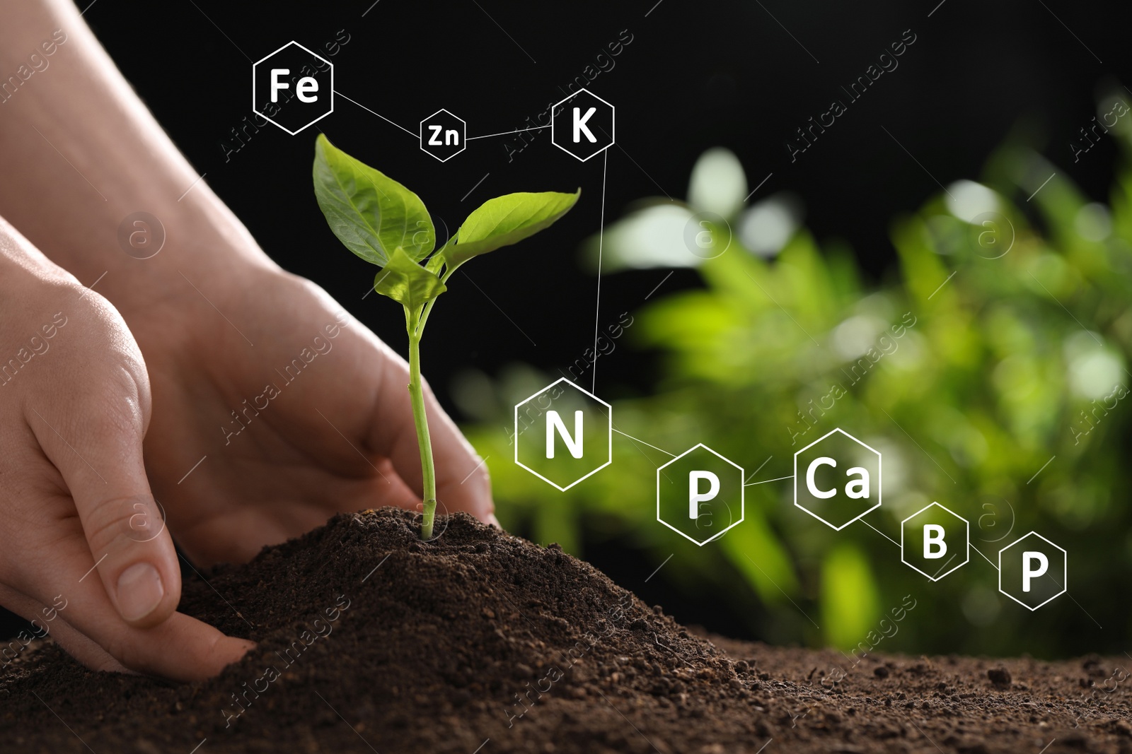 Image of Mineral fertilizer. Woman planting young seedling into soil, closeup