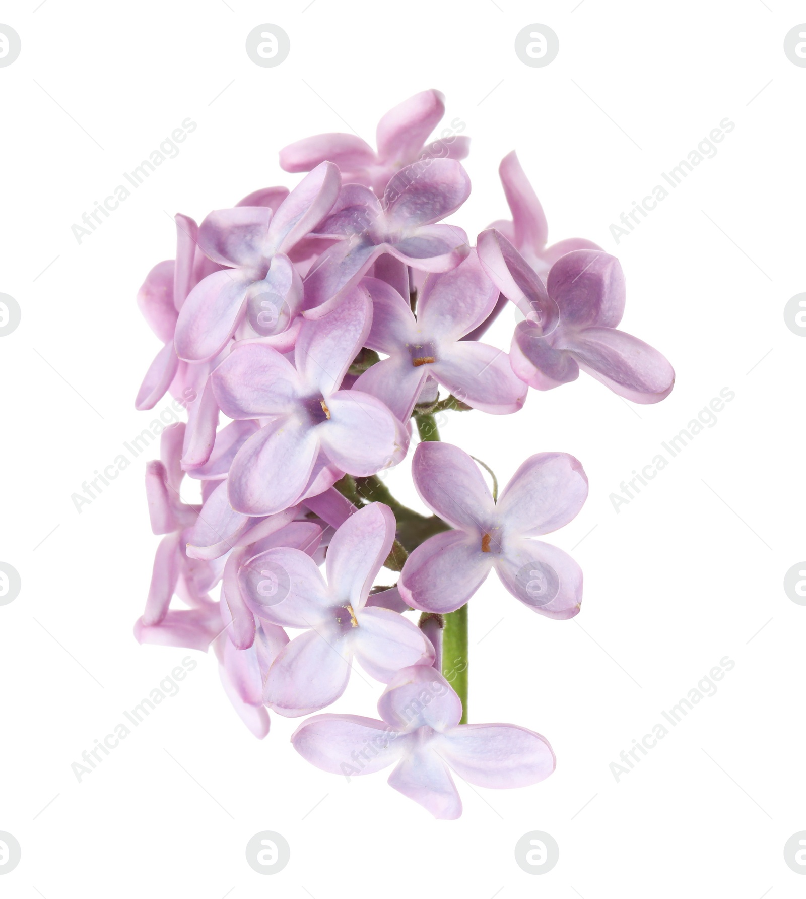 Photo of Beautiful violet lilac blossom isolated on white