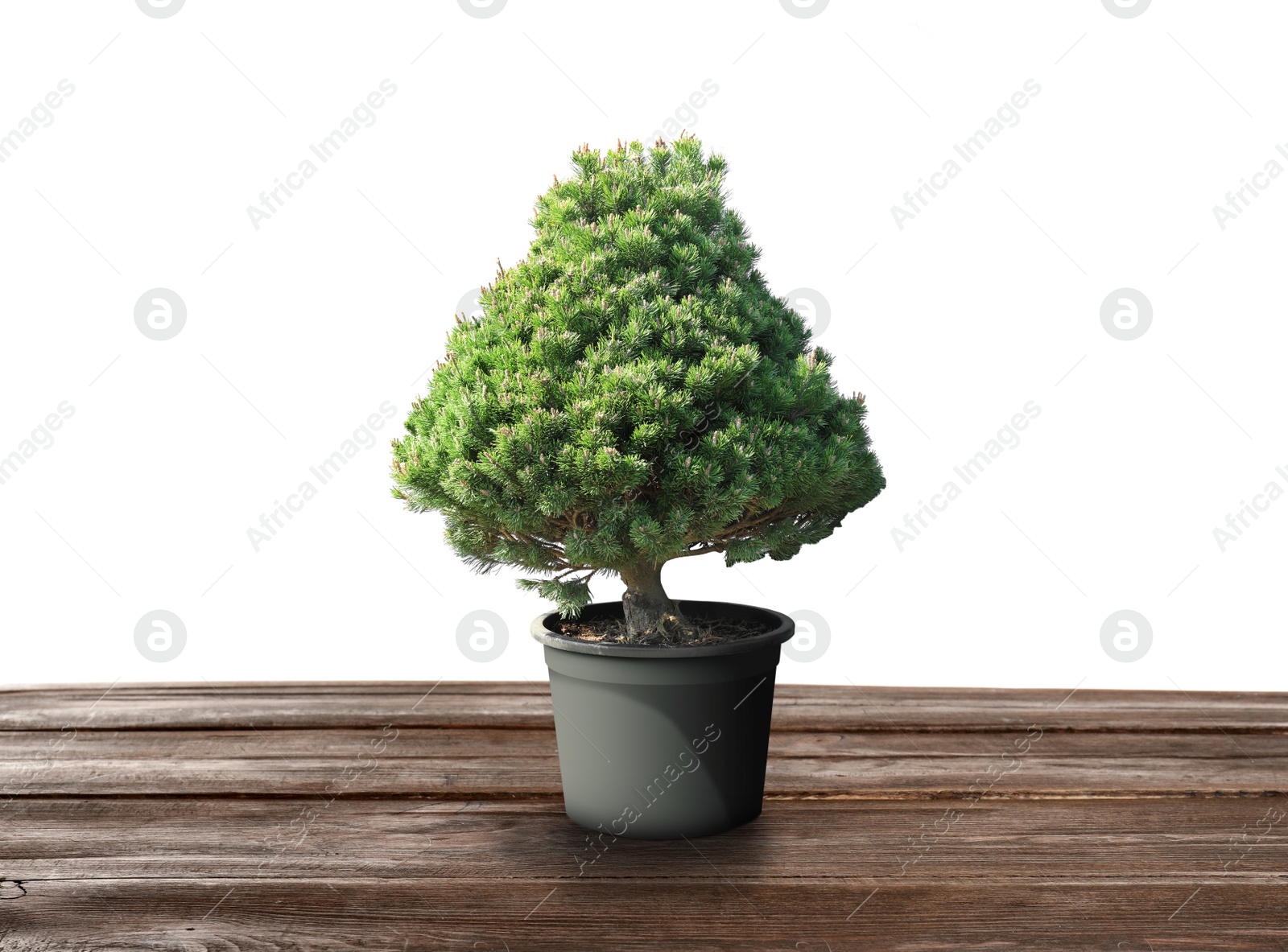 Image of Beautiful bonsai tree in pot on wooden table against white background