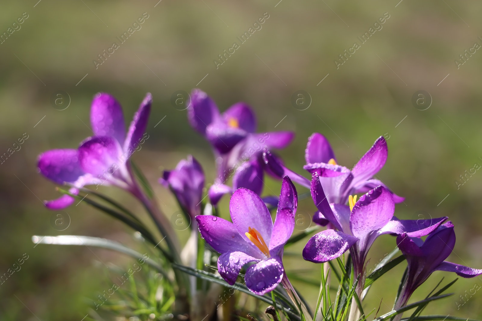 Photo of Fresh purple crocus flowers growing on blurred background