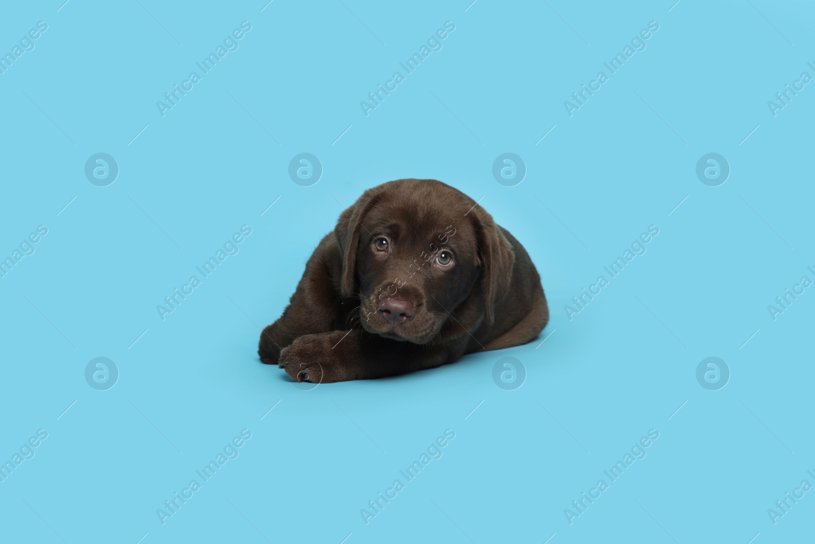 Cute chocolate Labrador Retriever puppy lying on light blue background Photo of Cute chocolate Labrador Retriever puppy lying on light blue background
