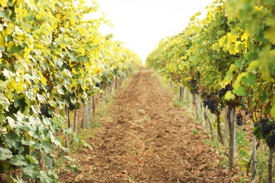 Photo of View of vineyard rows with fresh ripe juicy grapes on sunny day