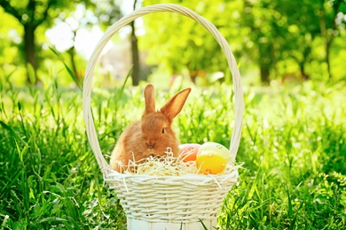 Cute bunny in wicker basket with Easter eggs among green grass, outdoors