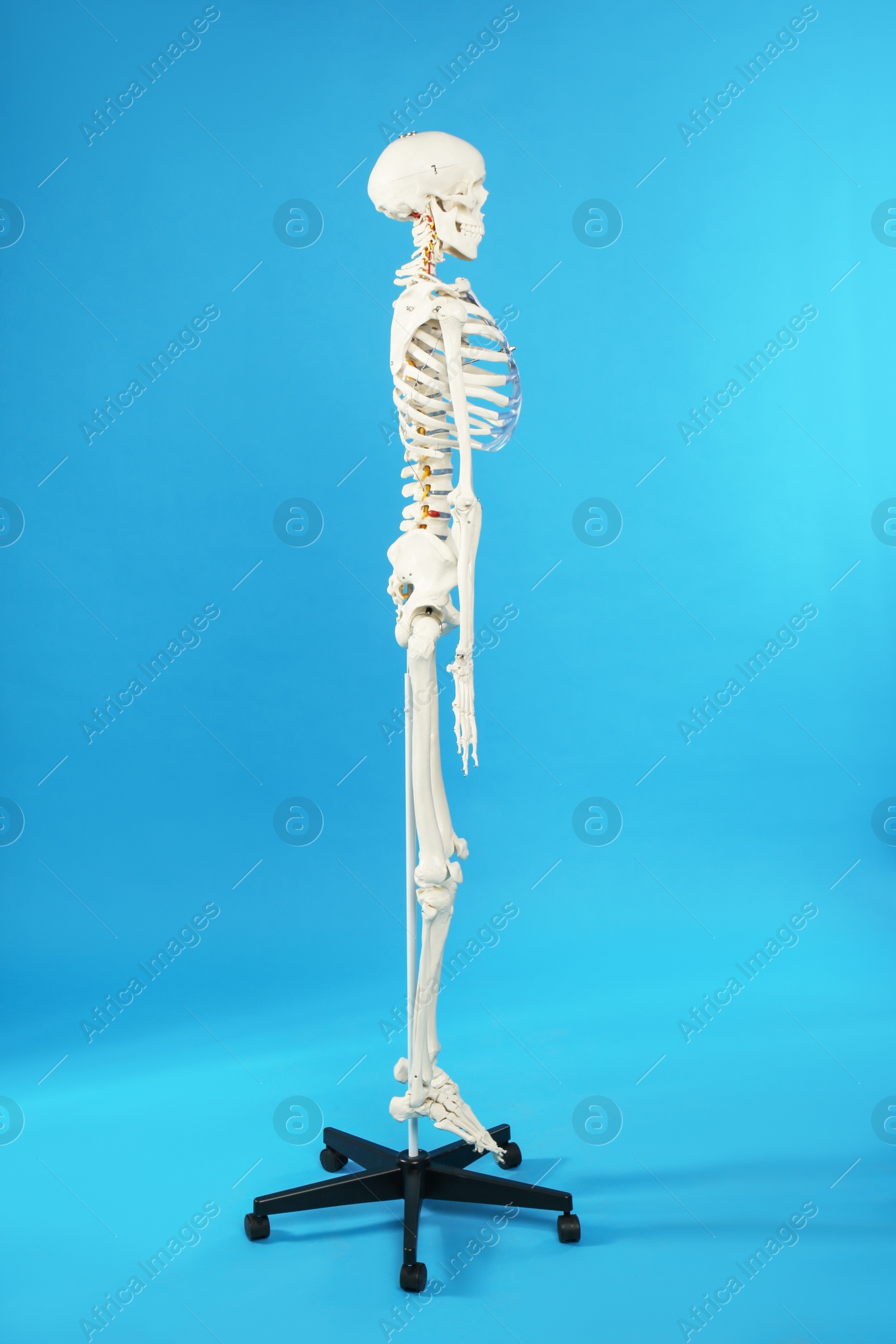 Photo of Artificial human skeleton model on blue background