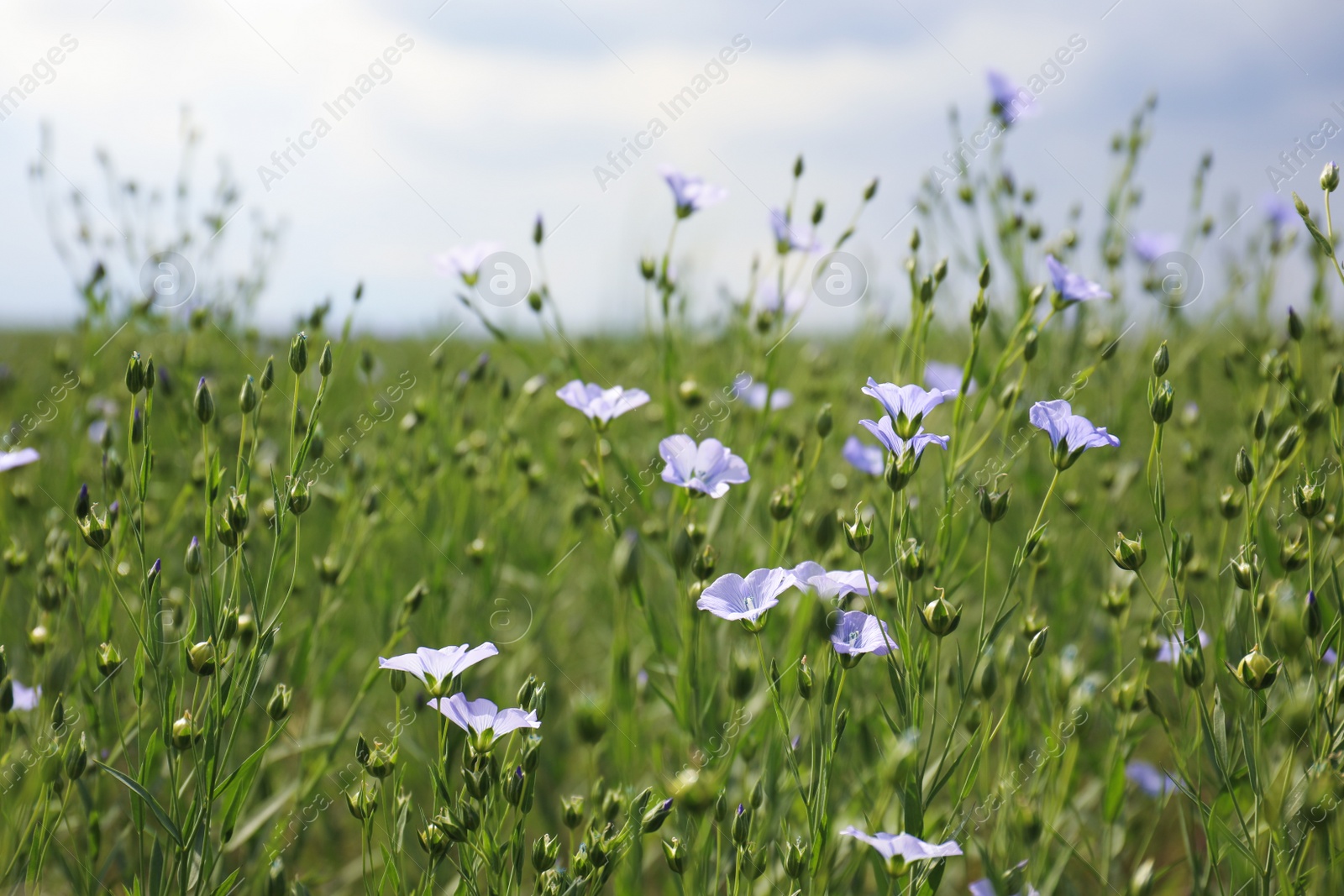 Photo of Closeup view of beautiful blooming flax field