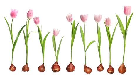 Image of Set of tulips with bulbs on white background