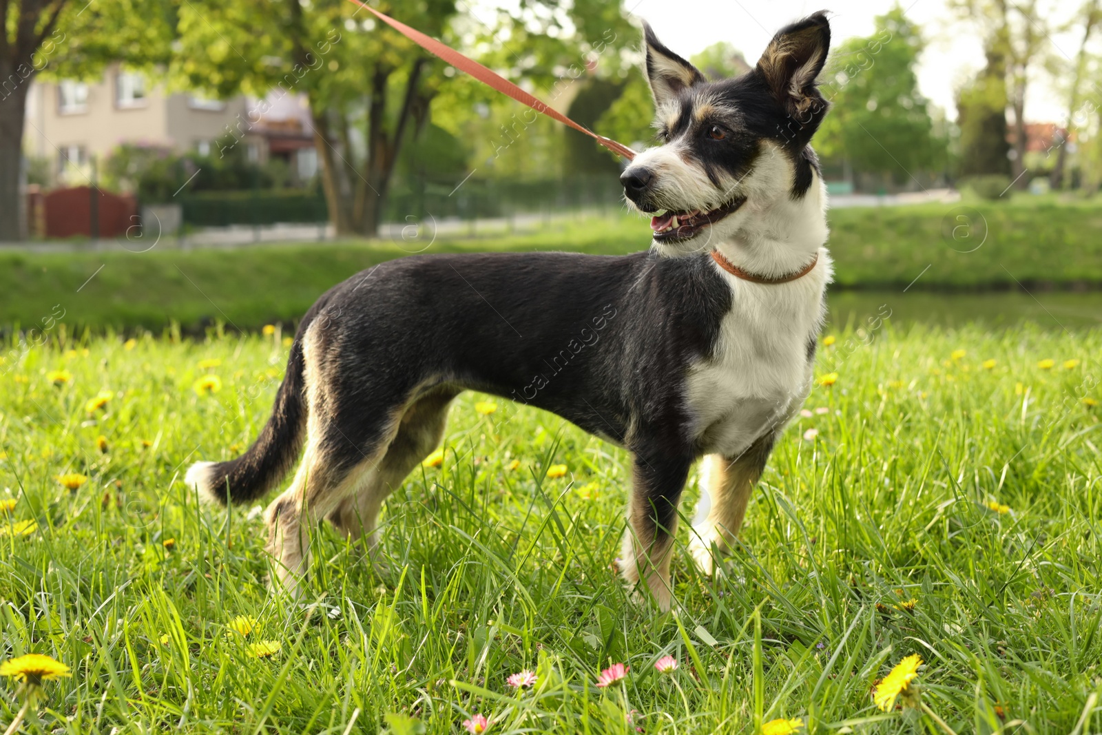 Photo of Cute dog with leash on green grass in park