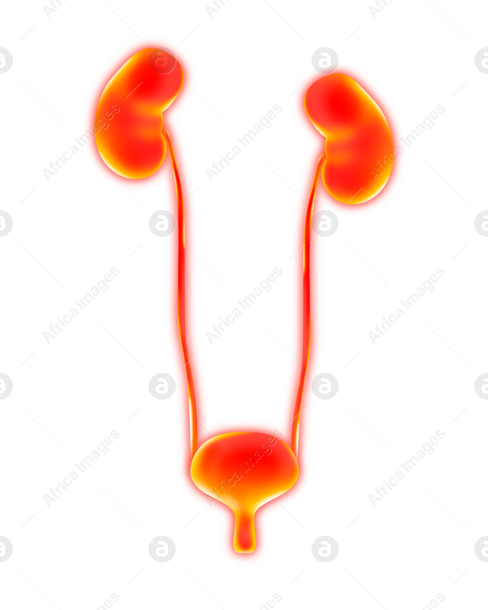 Image of Human urinary system on white background, vector illustration