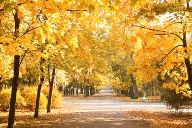 Beautiful autumn park with trees and dry leaves on ground