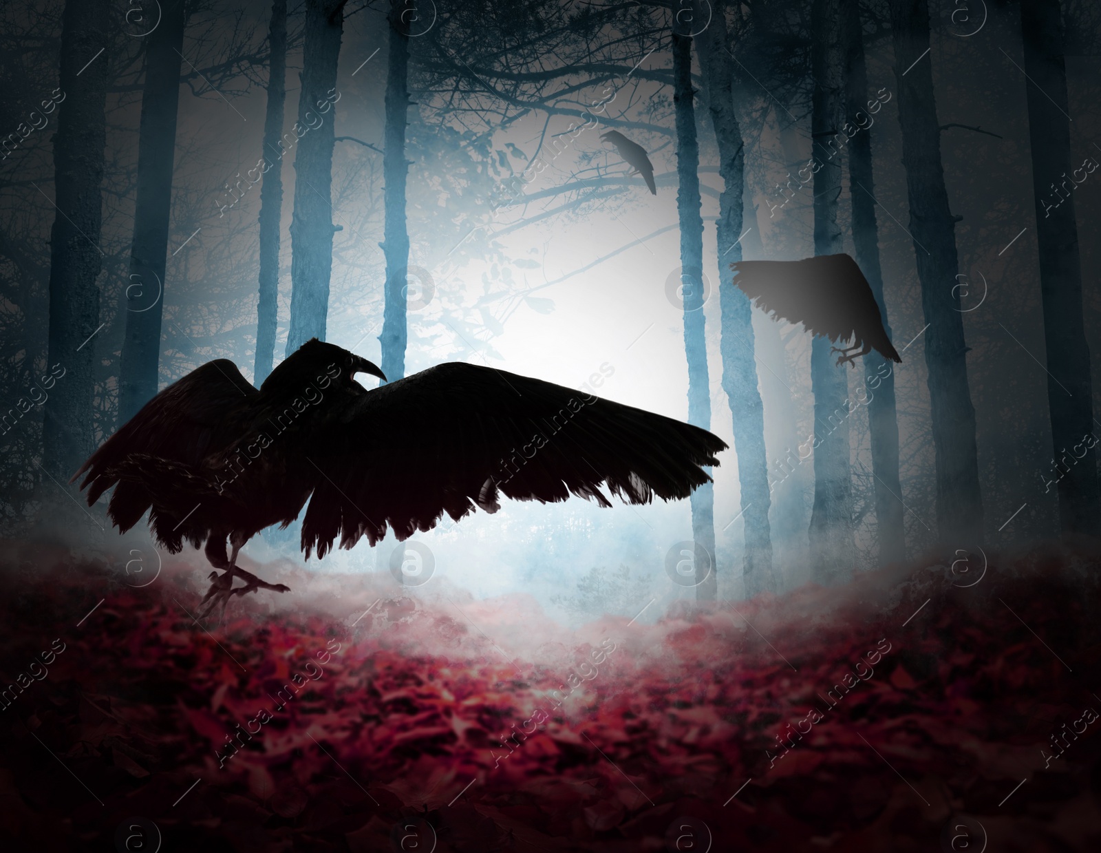 Image of Black crows in misty forest. Fantasy world