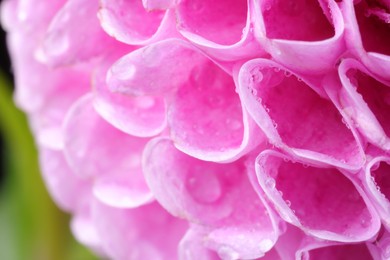 Beautiful Dahlia flower with water drops, macro