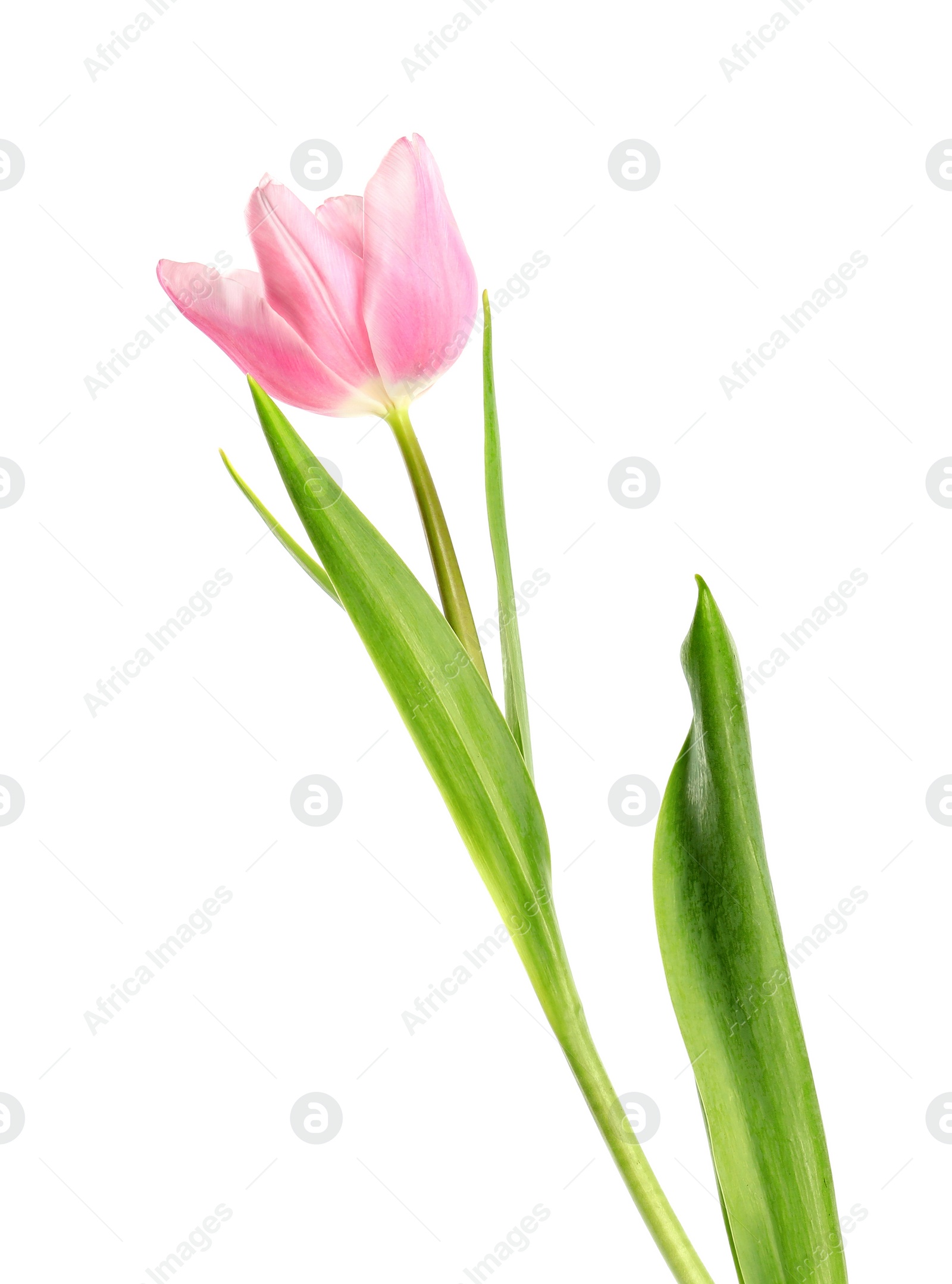 Photo of Beautiful pink spring tulip on white background