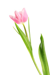 Photo of Beautiful pink spring tulip on white background