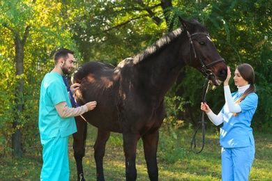 Veterinarians in uniform examining beautiful brown horse outdoors