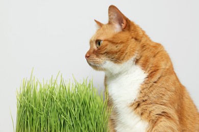 Photo of Cute ginger cat and green grass near light grey wall