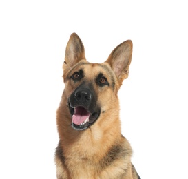 Cute German shepherd dog on white background. Lovely pet