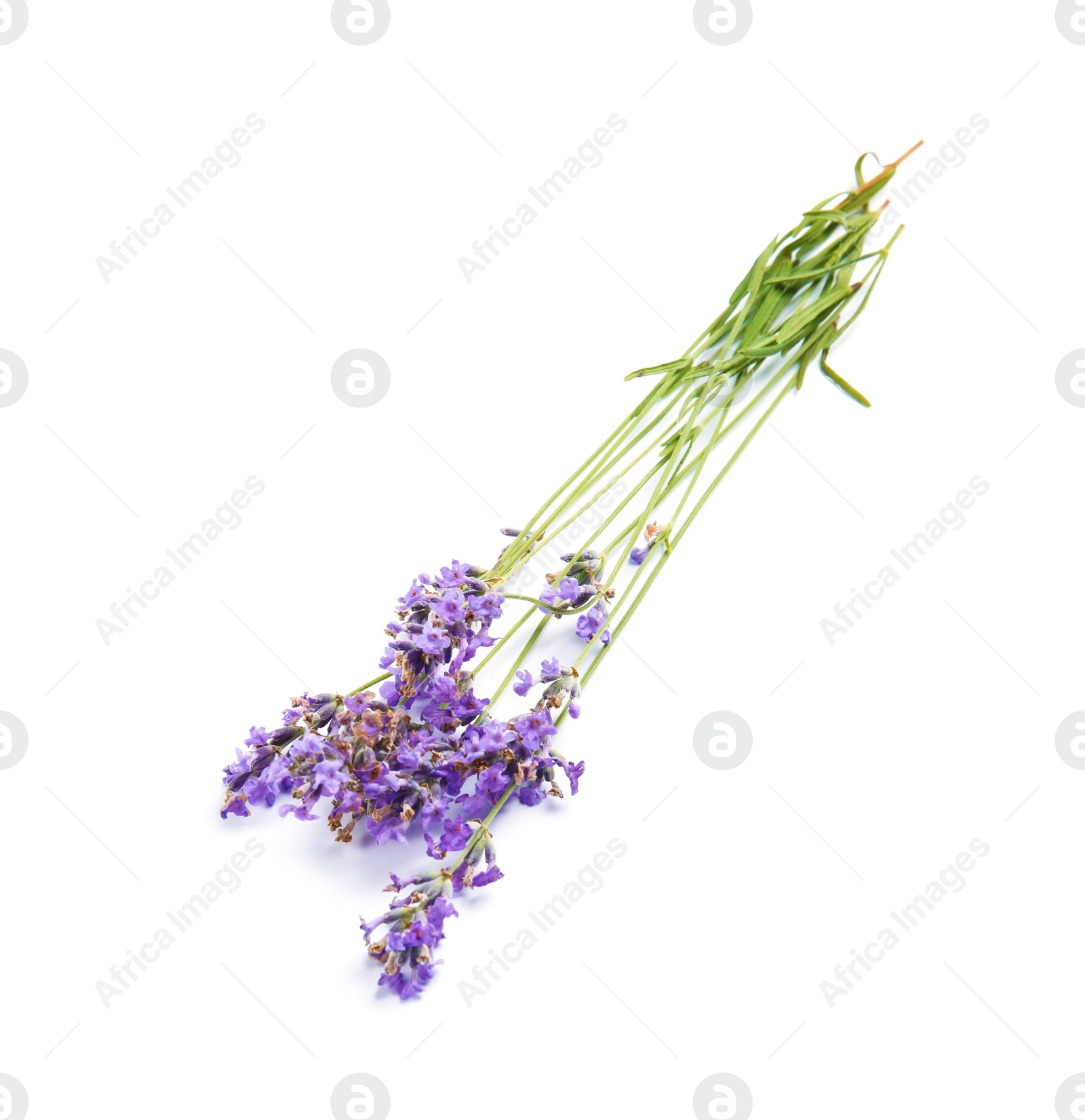 Photo of Beautiful blooming lavender flowers on white background