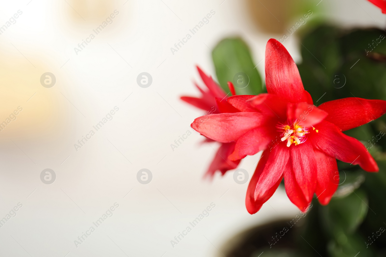 Photo of Beautiful red Schlumbergera (Christmas or Thanksgiving cactus) on blurred background, closeup. Space for text