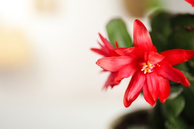 Photo of Beautiful red Schlumbergera (Christmas or Thanksgiving cactus) on blurred background, closeup. Space for text