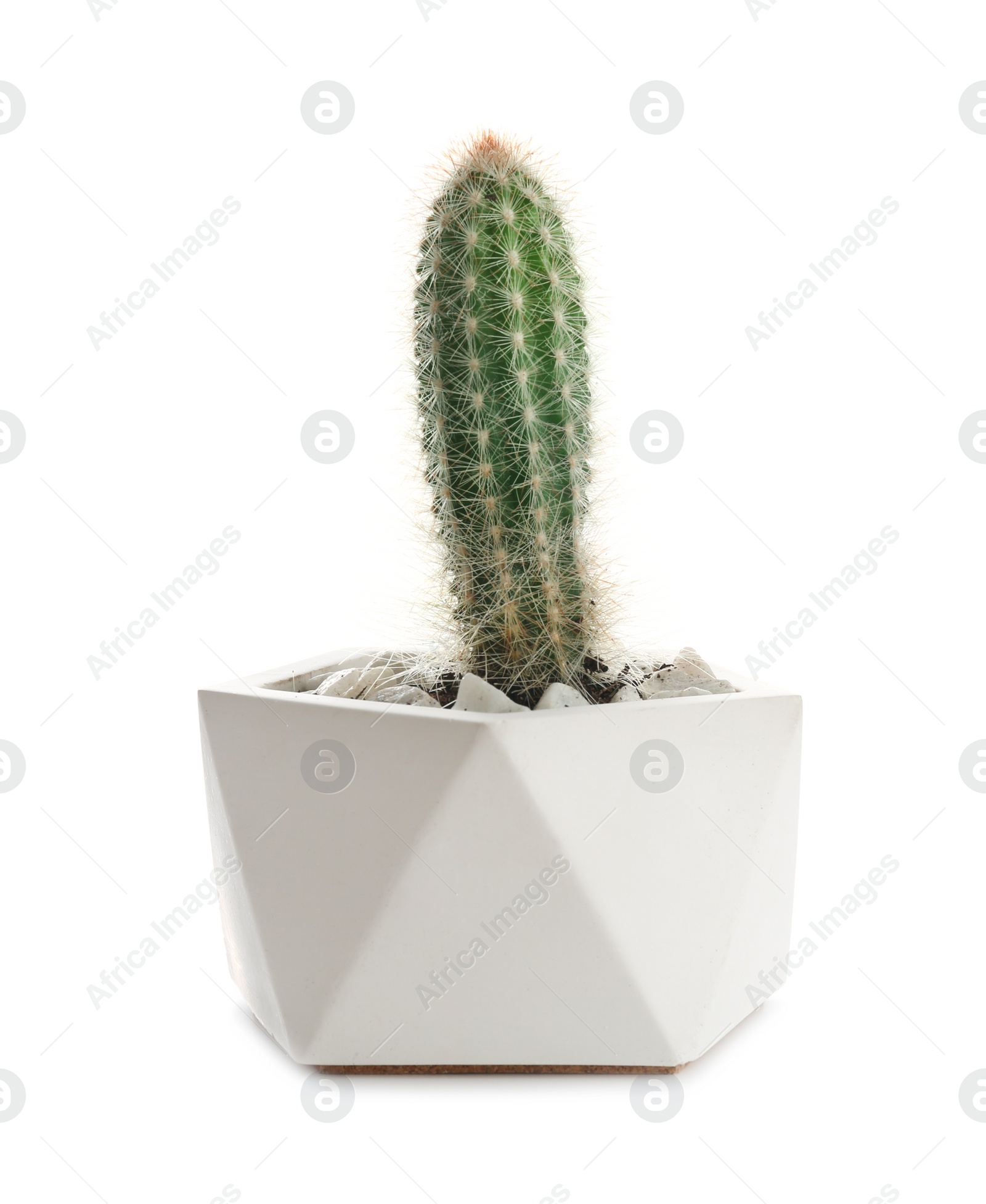 Photo of Beautiful tropical cactus plant in pot isolated on white. House decor