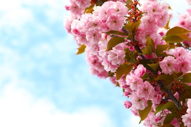 Photo of Beautiful blossoming sakura tree against sky, space for text
