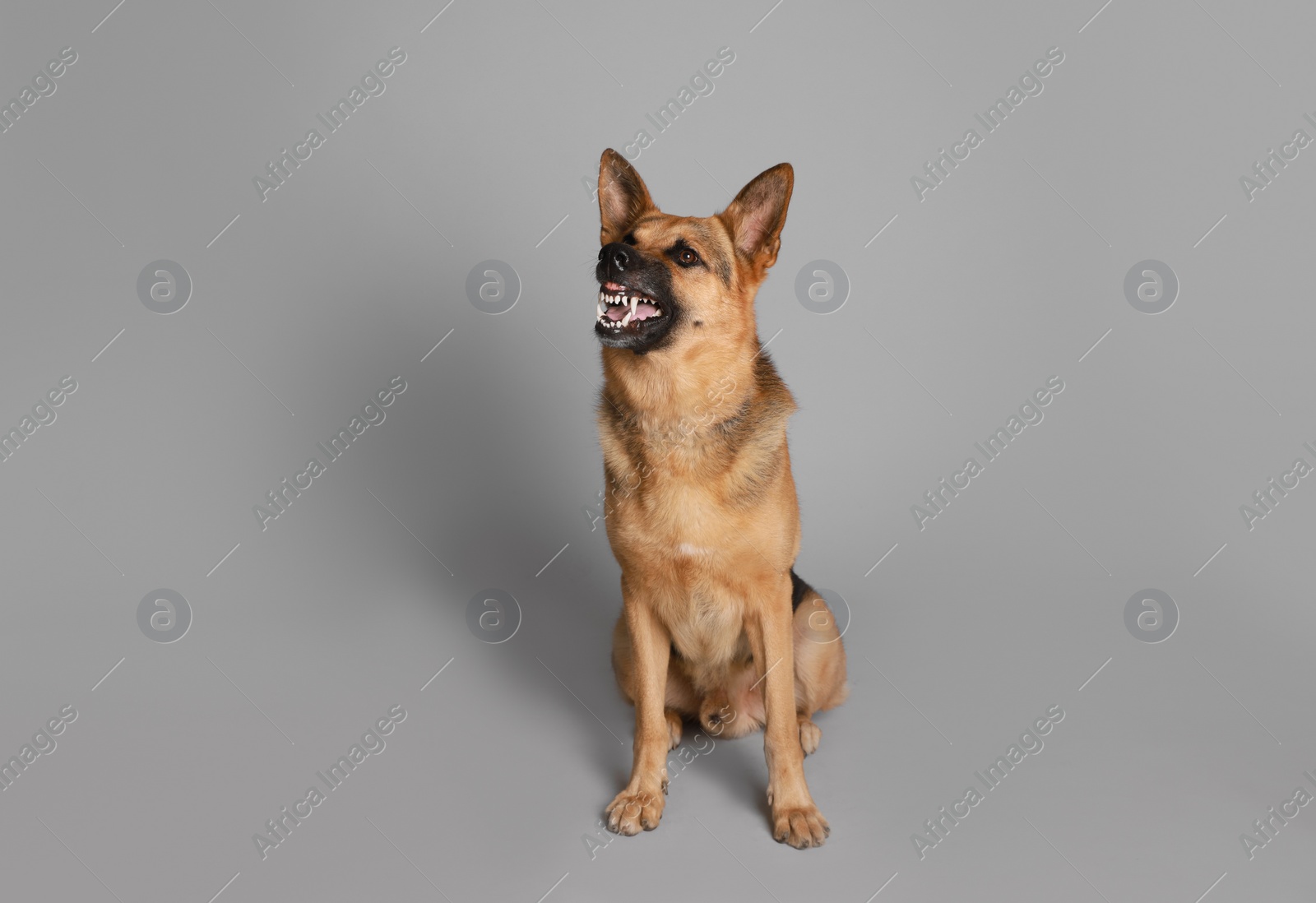 Photo of Aggressive German Shepherd dog on grey background