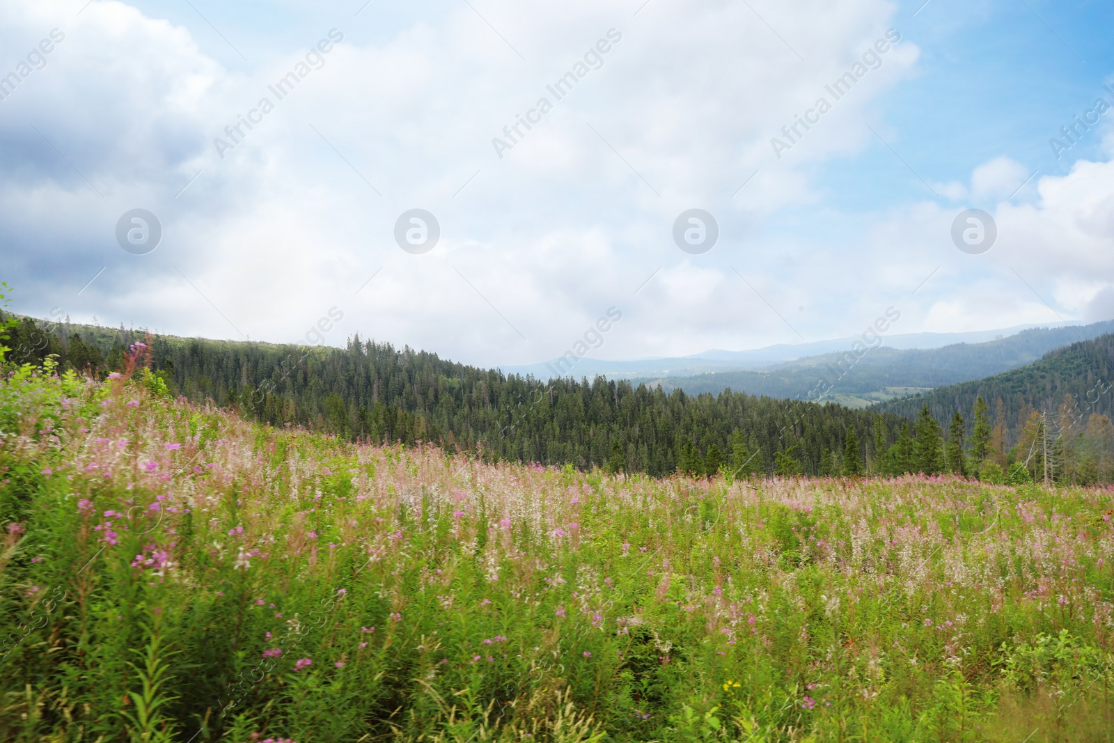 Photo of Picturesque landscape with mountain meadow