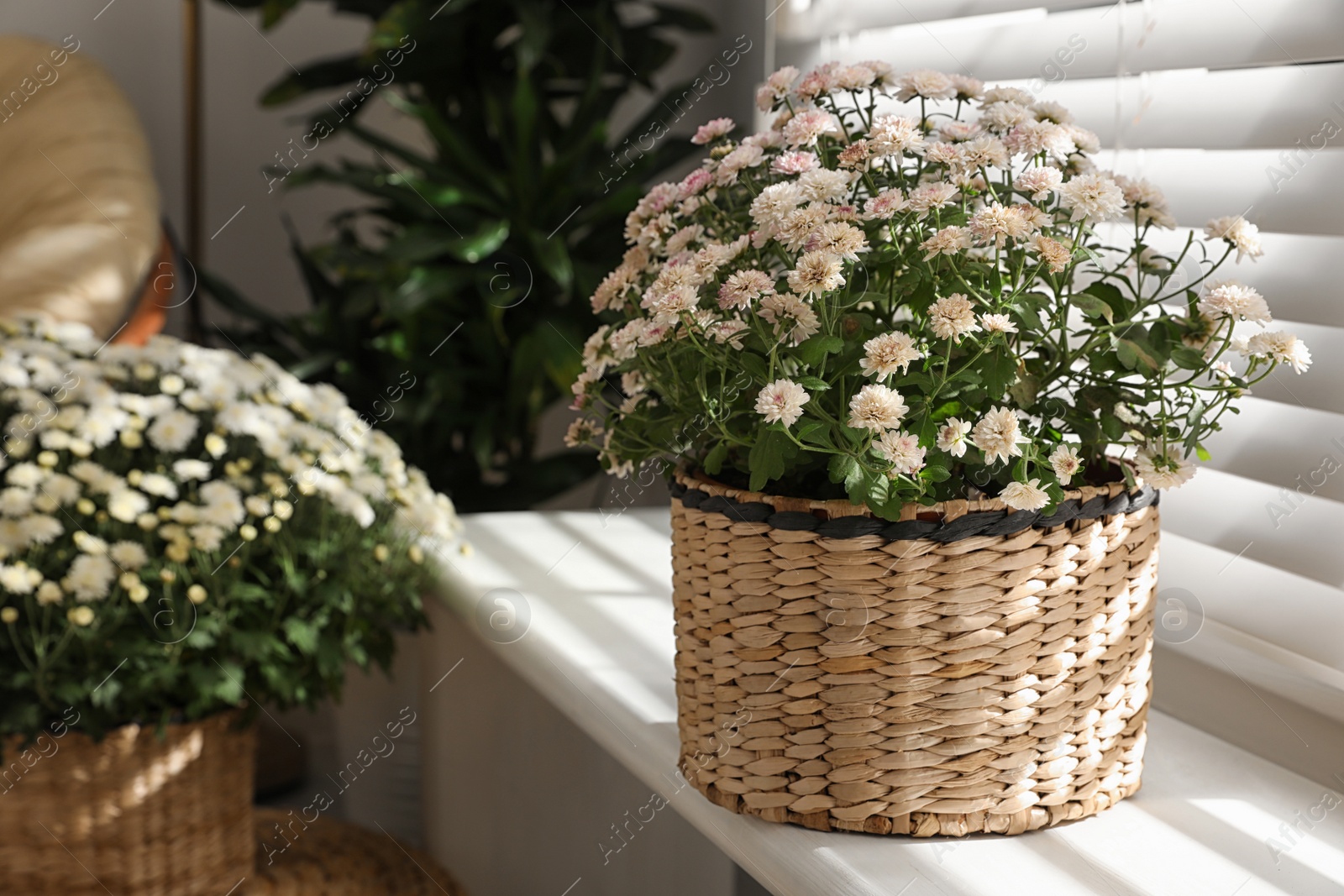 Photo of Beautiful chrysanthemum flowers on window sill indoors. Stylish interior element