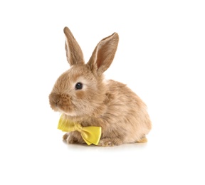 Adorable furry Easter bunny with cute bow tie on white background