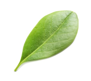 Photo of Beautiful spring green leaf on white background