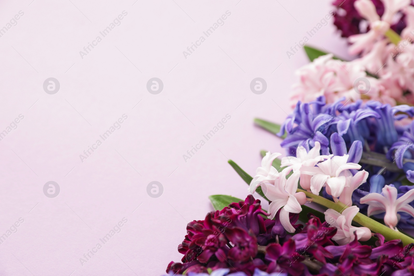 Photo of Beautiful spring hyacinth flowers on color background, closeup. Space for text