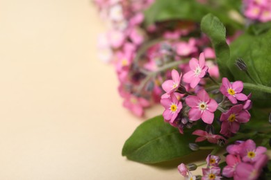 Photo of Beautiful pink forget-me-not flowers on beige background, closeup. Space for text