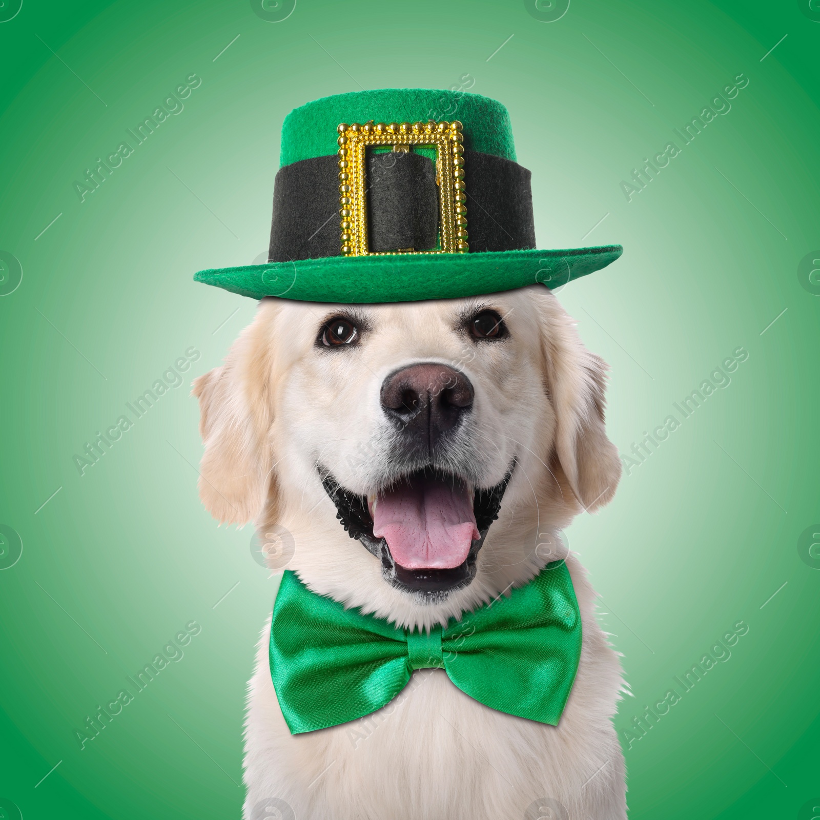 Image of St. Patrick's day celebration. Cute Golden Retriever dog with leprechaun hat and bow tie on green background