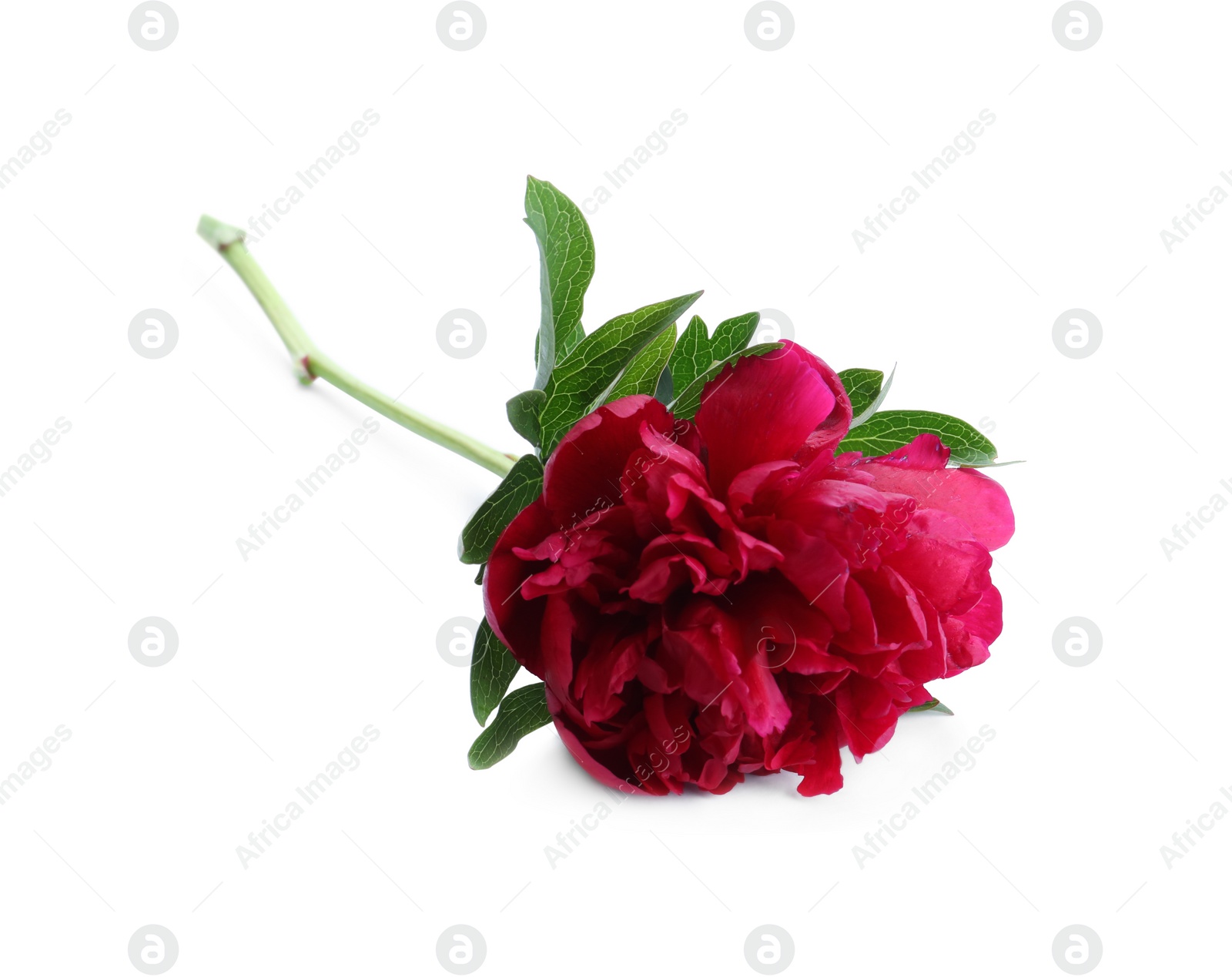 Photo of Beautiful red peony with leaves isolated on white