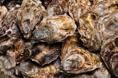 Photo of Fresh closed oysters as background, top view