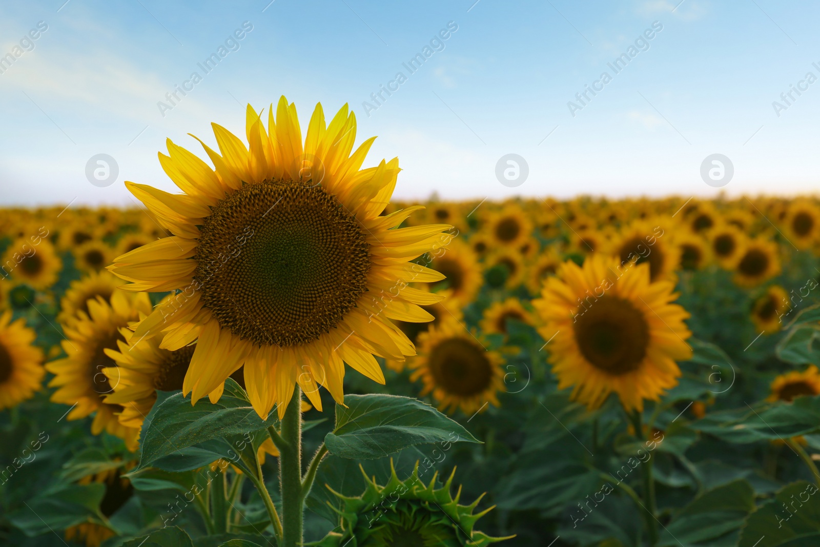 Photo of Beautiful blooming sunflower in field on summer day