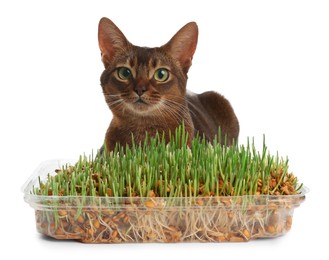 Adorable cat and plastic container with fresh green grass on white background