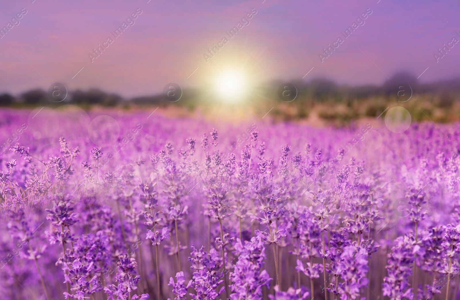 Image of Amazing lavender field at sunset, closeup view