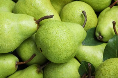 Many fresh ripe pears with water drops as background, closeup