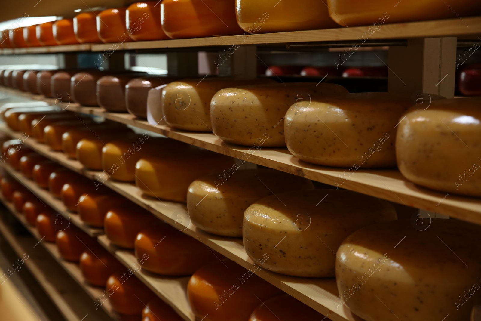 Photo of Fresh cheese heads on rack in factory warehouse