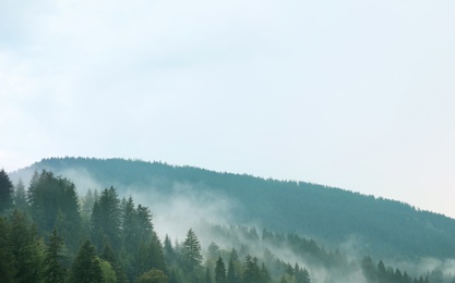 Picturesque view of mountain forest in foggy morning