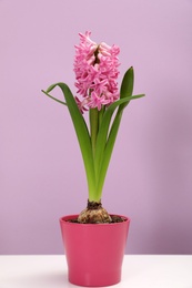 Photo of Beautiful spring hyacinth flower on table against color background