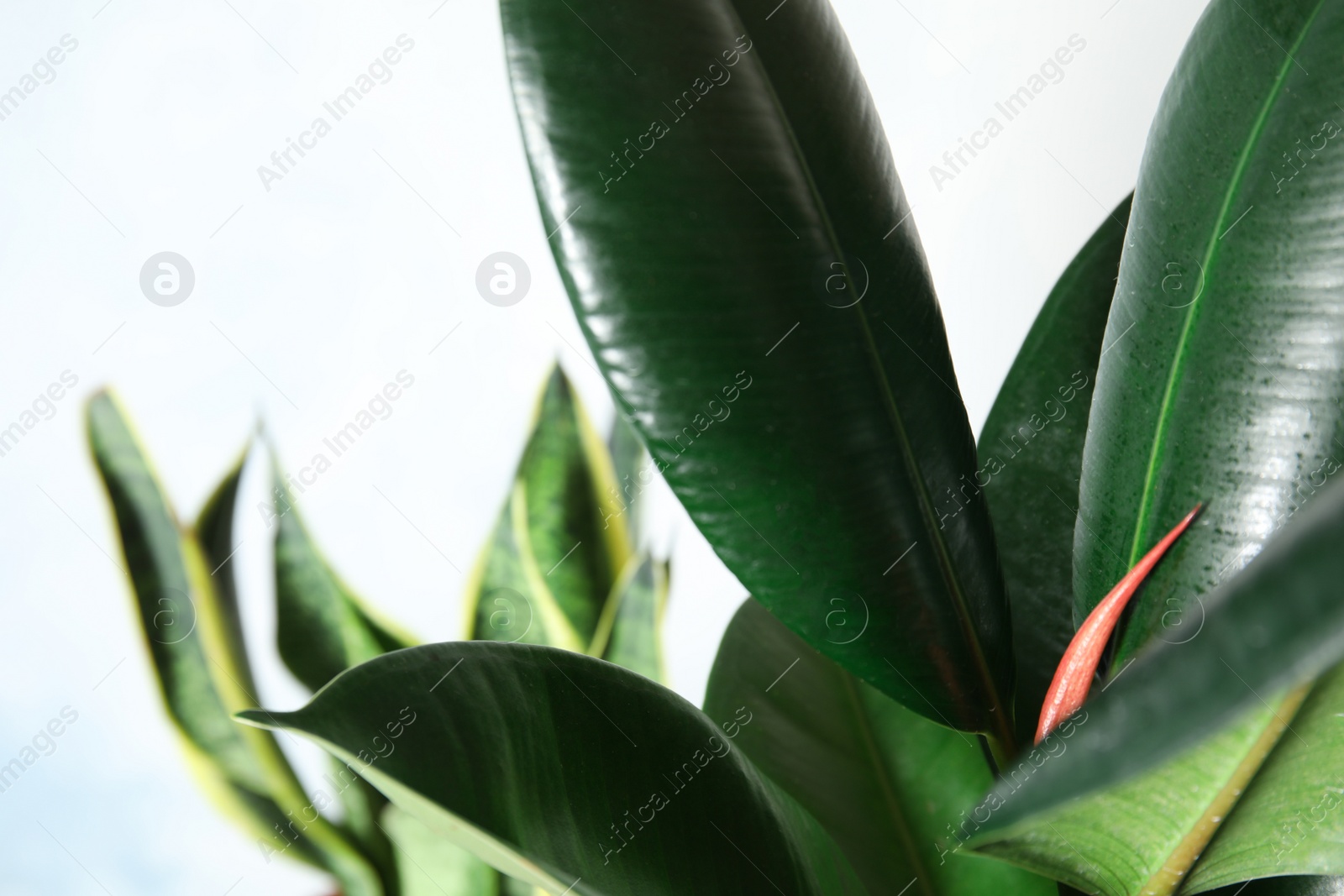 Photo of Closeup view of rubber plant on blurred background. Home decor