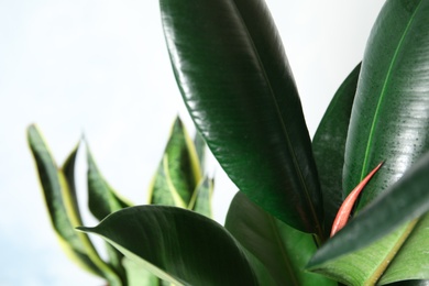 Closeup view of rubber plant on blurred background. Home decor